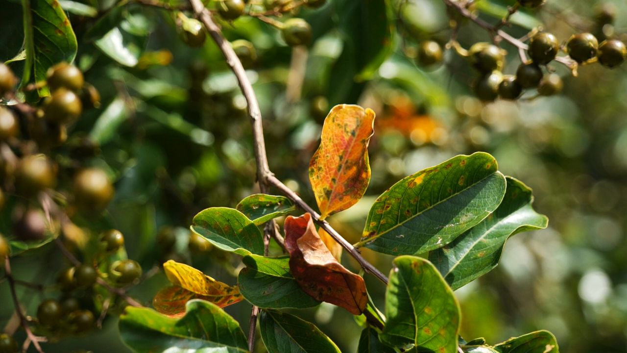 Get It Growing: What’s causing cercospora leaf spot on crape myrtles?